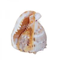 105199 Όστρακο Melo Bronde Ripi Cornuto 6-7