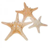 105202 Αστερίας Rhino Starfish 4-5