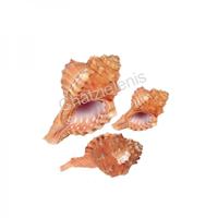 105220 -Οστρακο Cymatium Pirum