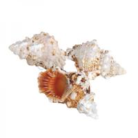 105224 Όστρακο Bursa Rubeta