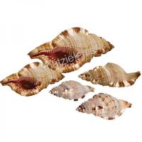 105226 Όστρακο Cimatium Pileare