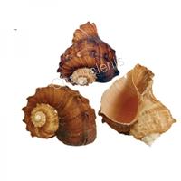 105227 Όστρακο Rapa Rapana