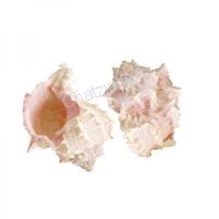 105228 Όστρακο Pink Murex