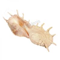 105231 Όστρακο Lambis Truncata