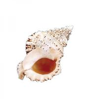 105233 Όστρακο Bursa Bubo 7