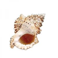 105234 Όστρακο Βursa Bubo 8