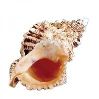 105235 Όστρακο Bursa Bubo 9