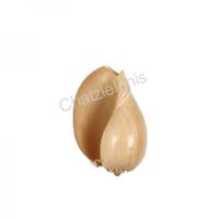 105237 Όστρακο Melo Diadema 7