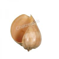 105239 Όστρακο Melo Diadema 9-