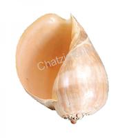 105240 Όστρακο Melo Diadema 10-