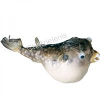 105285 Ψάρι Porcupine 6-7