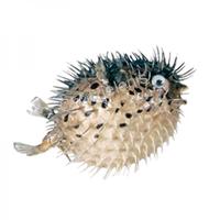 105287 Ψάρι Blow Fish 4-5