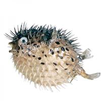 105288 Ψάρι Blow Fish 6-7