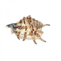 105302 Όστρακο Lambis Μεγάλο 6-7