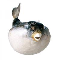 105304 Ψάρι Porcupine 7-8