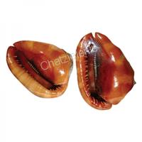 105325 Όστρακο Cassis Rufa 6- Γυαλισμένο