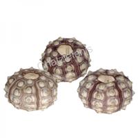 105327 Όστρακο Φούσκα Sputnik