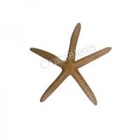 105333 Aστερίας Blue White Starfish 3-4
