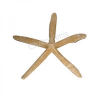 105336 Aστερίας Blue White Starfish 8-9