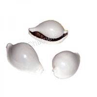 105337 Όστρακο Ovula Ovum 2-