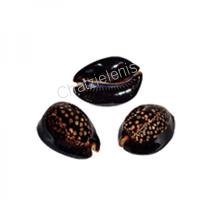 105340 Όστρακο Mauritiana