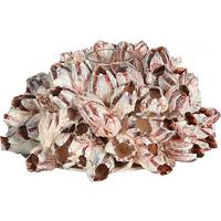 105456 ΚΗΡΟΠΗΓΙΟ ΜΕ  BARNACLE 24Χ12εκ.