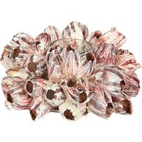 105555 ΚΗΡΟΠΗΓΙΟ ΜΕ BARNACLE 18Χ9εκ.