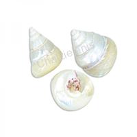 105599 Όστρακο Trocha Perla