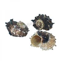 105608 Όστρακο Angaria Delphinula Natural