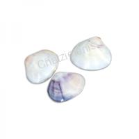 105609 Όστρακο Violet Clam