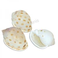 105611 Όστρακο Cassis Biscolatum