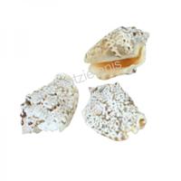 105612 Όστρακο Strombus Aurisdiance