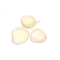 105614 Όστρακο Yellow Clam