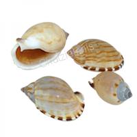 105616 Όστρακο Cassis Erinaceus