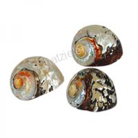 105618 Όστρακο Turbo Samarticus 2-3