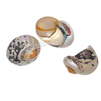 105619 Όστρακο Turbo Samarticus 3-4