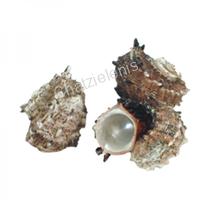 105620 Όστρακο Angaria Μεγάλο