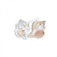 105621 Όστρακο Pink Murex 3