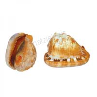 105622 Όστρακο Cassis Rufa 4-5