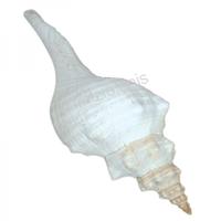 105623 Όστρακο Fasciolaria Giant