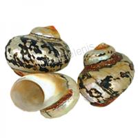 105625 Όστρακο Turbo Samarticus 4-5