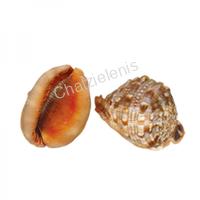 105626 Όστρακο Casis Rufa 3-4