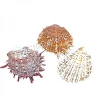 105628 Όστρακο Spondylus Violet