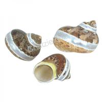 105629 Όστρακο Turbo Petholatus Γραμμή