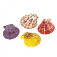 105630 Όστρακο Pecten Color Unpolished