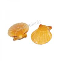 105631 Όστρακο Pecten Κίτρινο