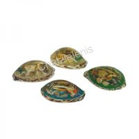 105632 Όστρακο Cyprea με Ρεζίνη