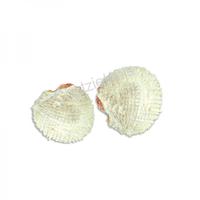 105636 Όστρακο Spondylus Varian