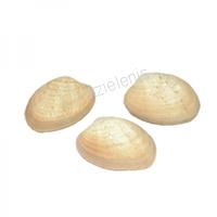 105638 Όστρακο Brown Clam 3-4