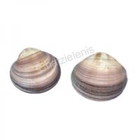 105639 Όστρακο Maxim Clam 3-4